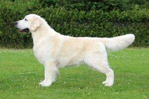 NOCH(U) SECH(U DKVECHHOVV23 HCAVV24 Falkirk's Show Off WCC (FCI)