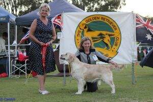 Australian Champion RU Dobro Magic of Enya