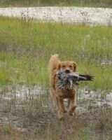 Bayside Goldens Lord of The North Ripple