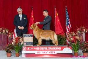 PRC-CH Tinyipets' Flawless Diamond PRC-CH Tinyipets' Flawless Diamond