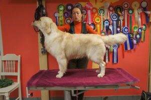 Fidelio Pearl of Golden-Hill