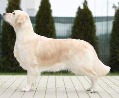 C.I.E GCH.PL CH.PL JCH.PL VetCHPL J Club Winner 16' Club Winner 21' & CQ 23' Rostock 23' Badenova Holy Glory