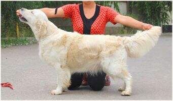 Kornelia (Tramin Magellan x Adela Royal Chine)