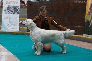 RUS, ChRKF, Ch. of the National Breed Club VERONICA RISING STAR