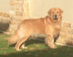 Golden Sunset's Chester