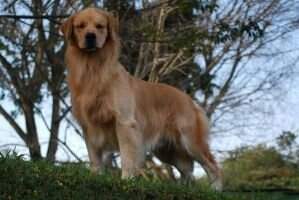 Chasse G Niko