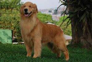 BR Golden Sunshine Chasse Rockstar