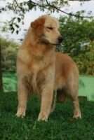 BR Golden Sunshine Chasse RockstarI Feel Love