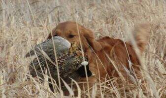 SHR Gold Eagle's Migration Sensation RA NF CCA SHR Gold Eagle's Migration Sensation RA NF CCA