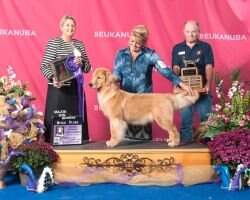 BPISS AmGCH CH Maximus Golden Trip Glamorous Likeme
