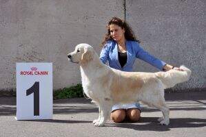 RUS, CH BLR, RUS JCH/JBLR CH/Champion of National Club Volente Deo Plucky Boy
