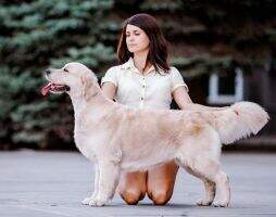 JCHRus СhClub RKF GRAND ChR Volente Deo Piggyviggy JCHRus СhClub RKF GRAND ChR Volente Deo Piggyviggy