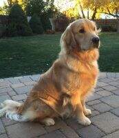 Summit's Comme Il Est Beau