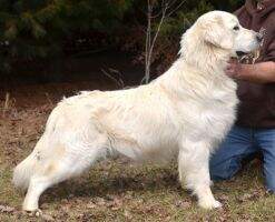 Sunnyfield's Goldens Lord Fauntleroy