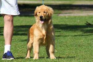 Bolinha Morgan Goldens
