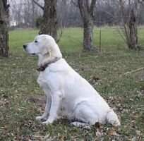 Show Me Addison Sisco BN RN CGCA CGCU TKI CCA, UKC: AC AE NN NHD