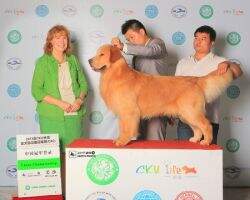 Sayjo august rush of Xing Yuan Kennel Sayjo august rush of Xing Yuan Kennel