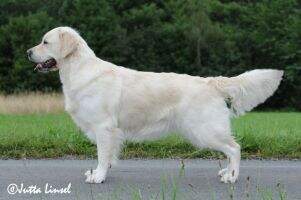 Shyra's Golden Evita