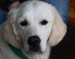 Cross Meadows Golden Amazing Tiffany