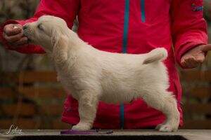 Lively Golden Keegan