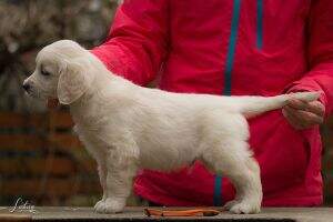 Lively Golden Keep the Faith