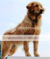 Pied Piper Of Meadowland Goldens