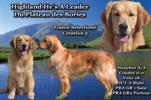 Highland He's A Leader du Plateau des Bories