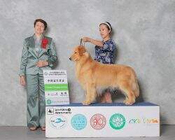 CH.CN Nado Justin of Ha Gou Wu Kennel