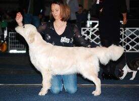 HSCH Sea of Miracle from Strawberry Goldens