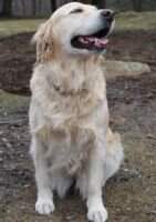 Grf's No Regrets