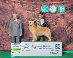 Eben Mt Tai of Superstar China Kennel (FCI) Eben Mt Tai of Superstar China Kennel (FCI)