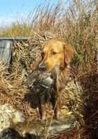 HRCH UH Ruger's Hunting Strike Force