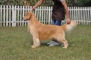 Barek of Superstar China Kennel (FCI)