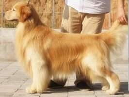 CH.CN CADIX OF JIN YE KENNEL