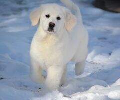 Lake Country Outback Sheila