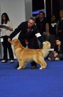 Jp Arg Br Ch Golden Trip Maximus Dexter Jp Arg Br Ch Golden Trip Maximus Dexter