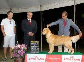 CHASSE VOUGANS IV PACO