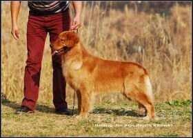 Xallinka Sam of Huang Jin Ben Ben Kennel Xallinka Sam of Huang Jin Ben Ben Kennel