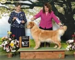 Wagntail's Happily Ever After