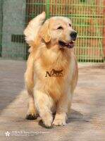 Eleen of Shi Yu Kennel Eleen of Shi Yu Kennel