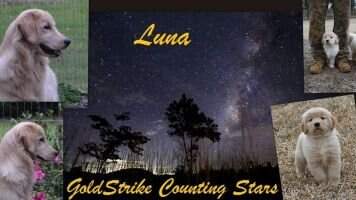 Goldstrike Counting Stars RN