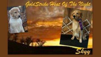 GoldStrike Heat Of The Night RN