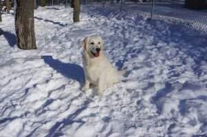 Icewinds Lacey Once Upon A Time