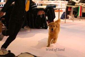 Leongolden The King of Love