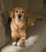 Half Moon Consyder The Pawsibilities OM3 BN TKN UD-H