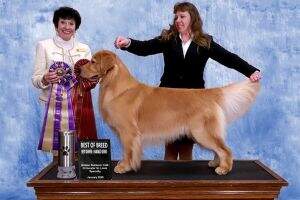 MBISS GCHB Lakota's Top Shelf Teddy BN DS TKI CCA