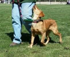 Spirit's Wild Child UDX6 OM8 BN PN VER