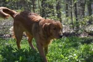 Earlys Prince Parker Whistlin Dixie CGCA