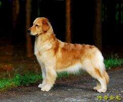 Legend Virgo