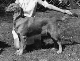 Laurell's Dear Abbie